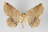  ( - ID 16354)  @13 [ ] Copyright (2010) Gunnar Brehm Institut fuer Spezielle Zoologie und Evolutionsbiologie, Friedrich-Schiller Universitat Jena