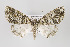  ( - ID 16358)  @14 [ ] Copyright (2010) Gunnar Brehm Institut fuer Spezielle Zoologie und Evolutionsbiologie, Friedrich-Schiller Universitat Jena