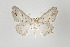  ( - ID 17806)  @13 [ ] Copyright (2010) Unspecified Institut fuer Spezielle Zoologie und Evolutionsbiologie, Friedrich-Schiller Universitat Jena