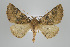  ( - ID 17824)  @15 [ ] Copyright (2010) Unspecified Institut fuer Spezielle Zoologie und Evolutionsbiologie, Friedrich-Schiller Universitat Jena