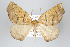  ( - ID 17876)  @15 [ ] Copyright (2010) Unspecified Institut fuer Spezielle Zoologie und Evolutionsbiologie, Friedrich-Schiller Universitat Jena