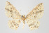  (Eois nr. cancellata - ID 17887)  @14 [ ] Copyright (2010) Unspecified Institut fuer Spezielle Zoologie und Evolutionsbiologie, Friedrich-Schiller Universitat Jena