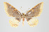  ( - ID 17907)  @13 [ ] Copyright (2010) Unspecified Institut fuer Spezielle Zoologie und Evolutionsbiologie, Friedrich-Schiller Universitat Jena