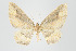 ( - ID 17909)  @14 [ ] Copyright (2010) Unspecified Institut fuer Spezielle Zoologie und Evolutionsbiologie, Friedrich-Schiller Universitat Jena