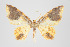  ( - ID 17912)  @15 [ ] Copyright (2010) Unspecified Institut fuer Spezielle Zoologie und Evolutionsbiologie, Friedrich-Schiller Universitat Jena