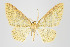  (Eois fulvicosta group - ID 17915)  @15 [ ] Copyright (2010) Unspecified Institut fuer Spezielle Zoologie und Evolutionsbiologie, Friedrich-Schiller Universitat Jena