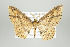  ( - ID 17929)  @14 [ ] Copyright (2010) Unspecified Institut fuer Spezielle Zoologie und Evolutionsbiologie, Friedrich-Schiller Universitat Jena
