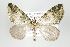  ( - ID 17942)  @15 [ ] Copyright (2010) Unspecified Institut fuer Spezielle Zoologie und Evolutionsbiologie, Friedrich-Schiller Universitat Jena