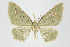  (Eois acerba - ID 17965)  @14 [ ] Copyright (2010) Unspecified Institut fuer Spezielle Zoologie und Evolutionsbiologie, Friedrich-Schiller Universitat Jena