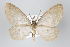  ( - ID 17995)  @14 [ ] Copyright (2010) Unspecified Institut fuer Spezielle Zoologie und Evolutionsbiologie, Friedrich-Schiller Universitat Jena