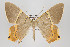  ( - ID 15667)  @14 [ ] Copyright (2010) Gunnar Brehm Institut fuer Spezielle Zoologie und Evolutionsbiologie, Friedrich-Schiller Universitat Jena