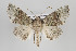  ( - ID 15670)  @15 [ ] Copyright (2010) Gunnar Brehm Institut fuer Spezielle Zoologie und Evolutionsbiologie, Friedrich-Schiller Universitat Jena