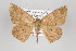  ( - ID 15686)  @14 [ ] Copyright (2010) Gunnar Brehm Institut fuer Spezielle Zoologie und Evolutionsbiologie, Friedrich-Schiller Universitat Jena