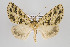  ( - ID 15697)  @14 [ ] Copyright (2010) Gunnar Brehm Institut fuer Spezielle Zoologie und Evolutionsbiologie, Friedrich-Schiller Universitat Jena