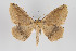  ( - ID 15811)  @13 [ ] Copyright (2010) Gunnar Brehm Institut fuer Spezielle Zoologie und Evolutionsbiologie, Friedrich-Schiller Universitat Jena