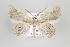  (Opisthoxia archidiaria - ID 15814)  @15 [ ] Copyright (2010) Gunnar Brehm Institut fuer Spezielle Zoologie und Evolutionsbiologie, Friedrich-Schiller Universitat Jena