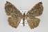  ( - ID 15820)  @14 [ ] Copyright (2010) Gunnar Brehm Institut fuer Spezielle Zoologie und Evolutionsbiologie, Friedrich-Schiller Universitat Jena