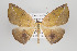  ( - ID 15824)  @11 [ ] Copyright (2010) Gunnar Brehm Institut fuer Spezielle Zoologie und Evolutionsbiologie, Friedrich-Schiller Universitat Jena