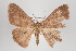  ( - ID 15828)  @13 [ ] Copyright (2010) Gunnar Brehm Institut fuer Spezielle Zoologie und Evolutionsbiologie, Friedrich-Schiller Universitat Jena