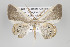  ( - ID 15830)  @13 [ ] Copyright (2010) Gunnar Brehm Institut fuer Spezielle Zoologie und Evolutionsbiologie, Friedrich-Schiller Universitat Jena