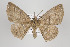  (Perissopteryx BOLD:AAP3870 - ID 15831)  @14 [ ] Copyright (2010) Gunnar Brehm Institut fuer Spezielle Zoologie und Evolutionsbiologie, Friedrich-Schiller Universitat Jena