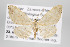  (Trichosterrha - ID 15842)  @14 [ ] Copyright (2010) Gunnar Brehm Institut fuer Spezielle Zoologie und Evolutionsbiologie, Friedrich-Schiller Universitat Jena