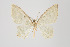  ( - ID 16399)  @13 [ ] Copyright (2010) Gunnar Brehm Institut fuer Spezielle Zoologie und Evolutionsbiologie, Friedrich-Schiller Universitat Jena