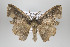  ( - ID 16406)  @13 [ ] Copyright (2010) Gunnar Brehm Institut fuer Spezielle Zoologie und Evolutionsbiologie, Friedrich-Schiller Universitat Jena