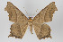  ( - ID 16410)  @14 [ ] Copyright (2010) Gunnar Brehm Institut fuer Spezielle Zoologie und Evolutionsbiologie, Friedrich-Schiller Universitat Jena