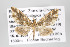  (Psaliodes picta group - ID 16469)  @13 [ ] Copyright (2010) Gunnar Brehm Institut fuer Spezielle Zoologie und Evolutionsbiologie, Friedrich-Schiller Universitat Jena