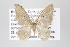  ( - ID 16475)  @13 [ ] Copyright (2010) Gunnar Brehm Institut fuer Spezielle Zoologie und Evolutionsbiologie, Friedrich-Schiller Universitat Jena