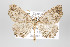 ( - ID 16477)  @13 [ ] Copyright (2010) Gunnar Brehm Institut fuer Spezielle Zoologie und Evolutionsbiologie, Friedrich-Schiller Universitat Jena