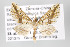  ( - ID 16480)  @13 [ ] Copyright (2010) Gunnar Brehm Institut fuer Spezielle Zoologie und Evolutionsbiologie, Friedrich-Schiller Universitat Jena