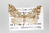  (Psaliodes cedaza - ID 16481)  @14 [ ] Copyright (2010) Gunnar Brehm Institut fuer Spezielle Zoologie und Evolutionsbiologie, Friedrich-Schiller Universitat Jena