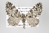  ( - ID 16487)  @14 [ ] Copyright (2010) Gunnar Brehm Institut fuer Spezielle Zoologie und Evolutionsbiologie, Friedrich-Schiller Universitat Jena