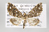  ( - ID 16490)  @12 [ ] Copyright (2010) Gunnar Brehm Institut fuer Spezielle Zoologie und Evolutionsbiologie, Friedrich-Schiller Universitat Jena