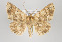  ( - ID 16497)  @14 [ ] Copyright (2010) Gunnar Brehm Institut fuer Spezielle Zoologie und Evolutionsbiologie, Friedrich-Schiller Universitat Jena