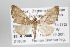  (Psaliodes nr. catenifera - ID 16677)  @13 [ ] Copyright (2010) Gunnar Brehm Institut fuer Spezielle Zoologie und Evolutionsbiologie, Friedrich-Schiller Universitat Jena