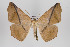  ( - ID 16767)  @14 [ ] Copyright (2010) Gunnar Brehm Institut fuer Spezielle Zoologie und Evolutionsbiologie, Friedrich-Schiller Universitat Jena