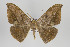  ( - ID 18001)  @14 [ ] Copyright (2010) Gunnar Brehm Institut fuer Spezielle Zoologie und Evolutionsbiologie, Friedrich-Schiller Universitat Jena