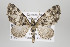  ( - ID 18003)  @14 [ ] Copyright (2010) Gunnar Brehm Institut fuer Spezielle Zoologie und Evolutionsbiologie, Friedrich-Schiller Universitat Jena