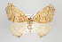  ( - ID 18043)  @15 [ ] Copyright (2010) Gunnar Brehm Institut fuer Spezielle Zoologie und Evolutionsbiologie, Friedrich-Schiller Universitat Jena