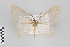  ( - ID 18061)  @14 [ ] Copyright (2011) Gunnar Brehm Institut fuer Spezielle Zoologie und Evolutionsbiologie, Friedrich-Schiller Universitat Jena