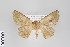  ( - ID 18084)  @13 [ ] Copyright (2011) Gunnar Brehm Institut fuer Spezielle Zoologie und Evolutionsbiologie, Friedrich-Schiller Universitat Jena