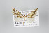  ( - ID 18123)  @13 [ ] Copyright (2011) Gunnar Brehm Institut fuer Spezielle Zoologie und Evolutionsbiologie, Friedrich-Schiller Universitat Jena
