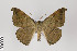  ( - ID 18134)  @14 [ ] Copyright (2011) Gunnar Brehm Institut fuer Spezielle Zoologie und Evolutionsbiologie, Friedrich-Schiller Universitat Jena
