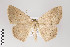  ( - ID 22028)  @13 [ ] Copyright (2011) Gunnar Brehm Institut fuer Spezielle Zoologie und Evolutionsbiologie, Friedrich-Schiller Universitat Jena