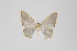  (Eois nr. goodmani - ID 22032)  @14 [ ] Copyright (2011) Gunnar Brehm Institut fuer Spezielle Zoologie und Evolutionsbiologie, Friedrich-Schiller Universitat Jena