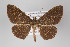  (Semaeopus calavera - ID 22045)  @15 [ ] Copyright (2011) Gunnar Brehm Institut fuer Spezielle Zoologie und Evolutionsbiologie, Friedrich-Schiller Universitat Jena