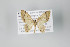  ( - ID 22054)  @13 [ ] Copyright (2011) Gunnar Brehm Institut fuer Spezielle Zoologie und Evolutionsbiologie, Friedrich-Schiller Universitat Jena